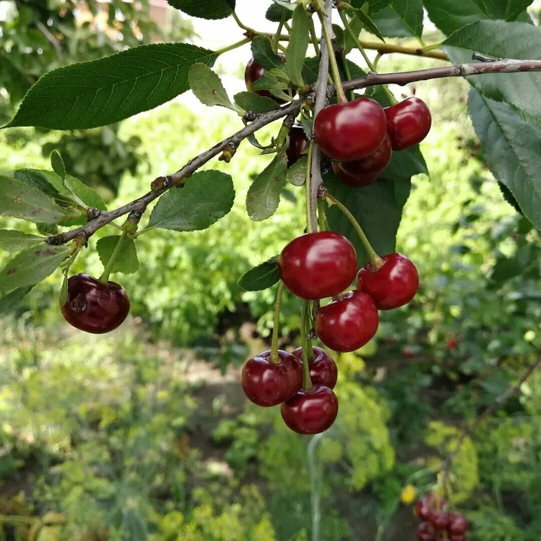 Вишня 30. Вишня и черешня. Preston. Вишни б/п 30г. Кисель pr.