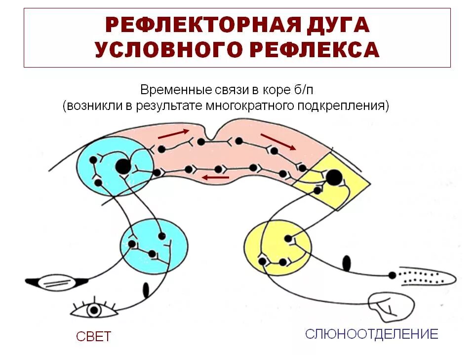 Формирование безусловного рефлекса