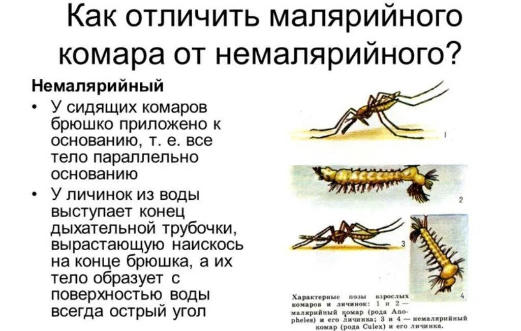 Какое развитие у малярийного комара. Размножение малярийного комара. Малярийный комар как отличить. Основные отличия малярийного комара. Как отличить малярийного комара от немалярийного.