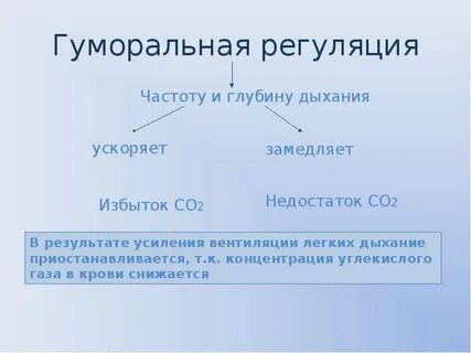 Регулирует частоту и глубину дыхания