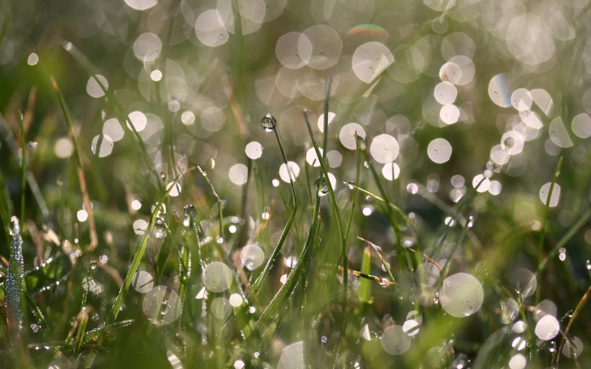 Утренняя роса фото. Весенняя капель. Весенний дождик. Утренняя роса на траве