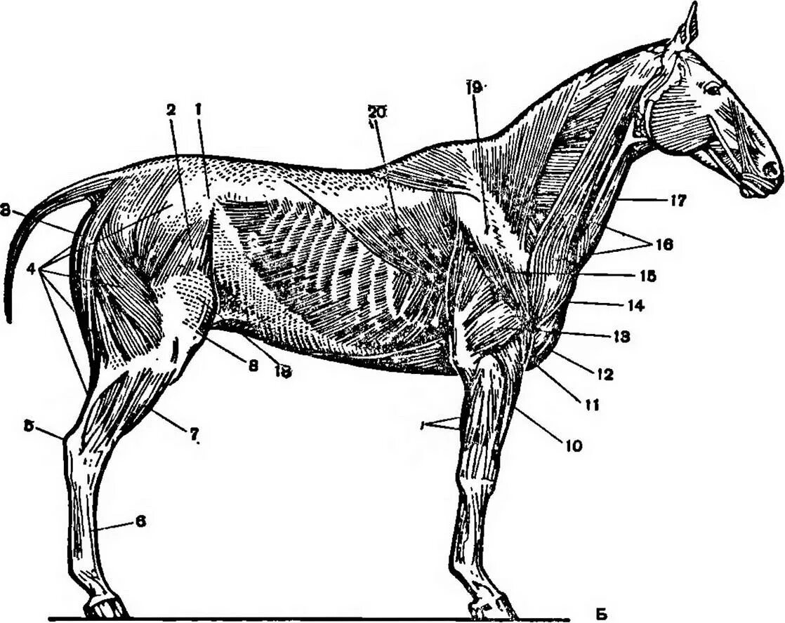 Пластическая анатомия животных. Телосложение лошади. Плечевой сустав животных анатомия. Локоть у лошади. Телосложение лошади 5 букв