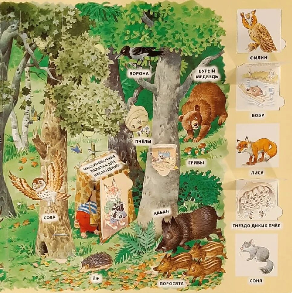 Книжка в лесу. Книга в лесу. Книжки детские про лес. Книги о лесе для детей.