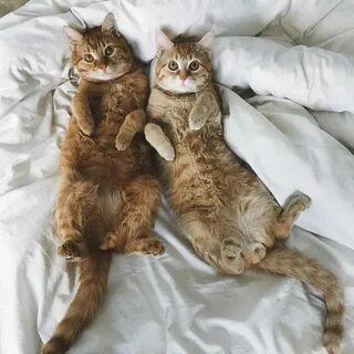 2 кота истории