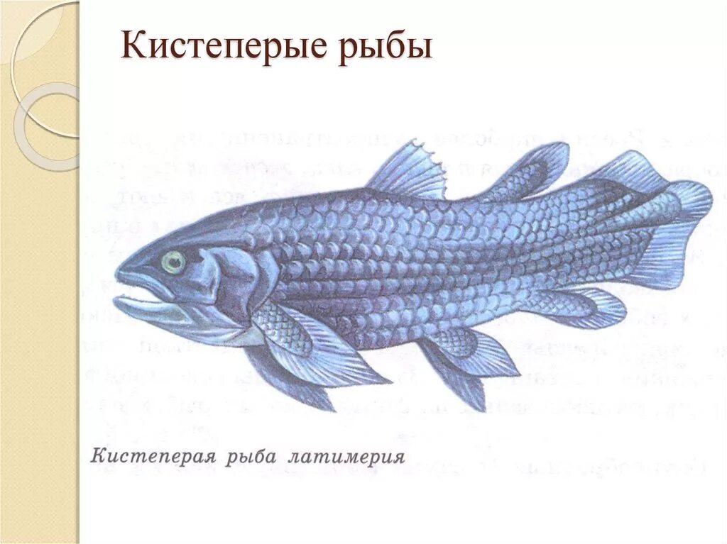 Кистеперые рыбы класс. Представители подкласса кистеперые. Отряд кистеперые рыбы. Подкласс кистеперые рыбы представители. Представители отряда кистеперы.