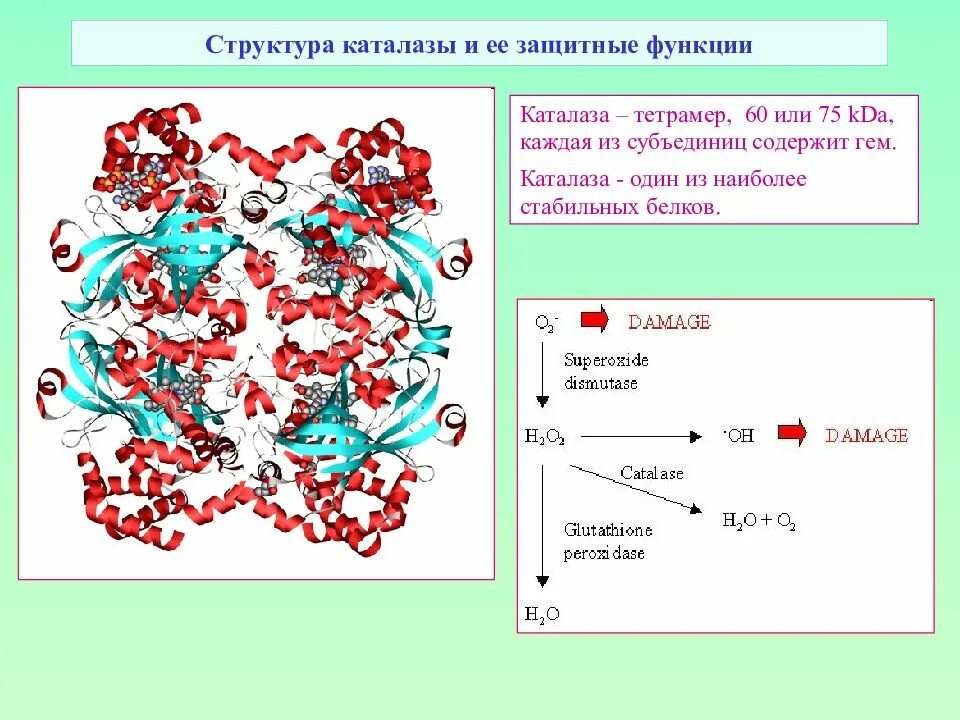 Какую биологическую функцию выполняет каталаза. Фермент каталаза формула. состав и строение каталазы. строение каталазы биохимия. каталаза фермент строение.