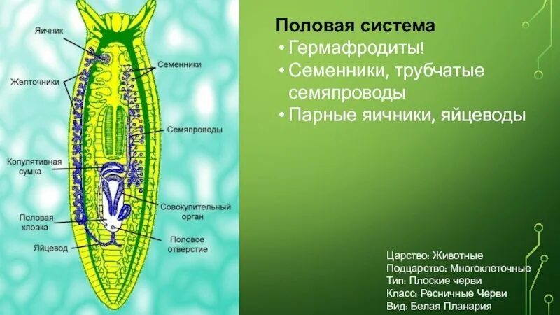 Пищеварительная система ресничных червей состоит из. Ресничные черви нервная система. класс ресничные черви половая система. половая система тип плоские класс ресничные черви. класс ресничные строение тела.