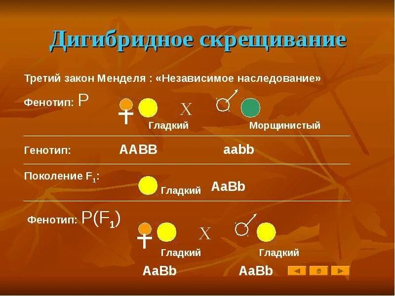 Законы дигибридного скрещивания презентация. Дигибридное скрещивание Менделя. Дигибридное скрещивание третий закон Менделя. Закон дигибридного скрещивания. Дигибридное расщепление.