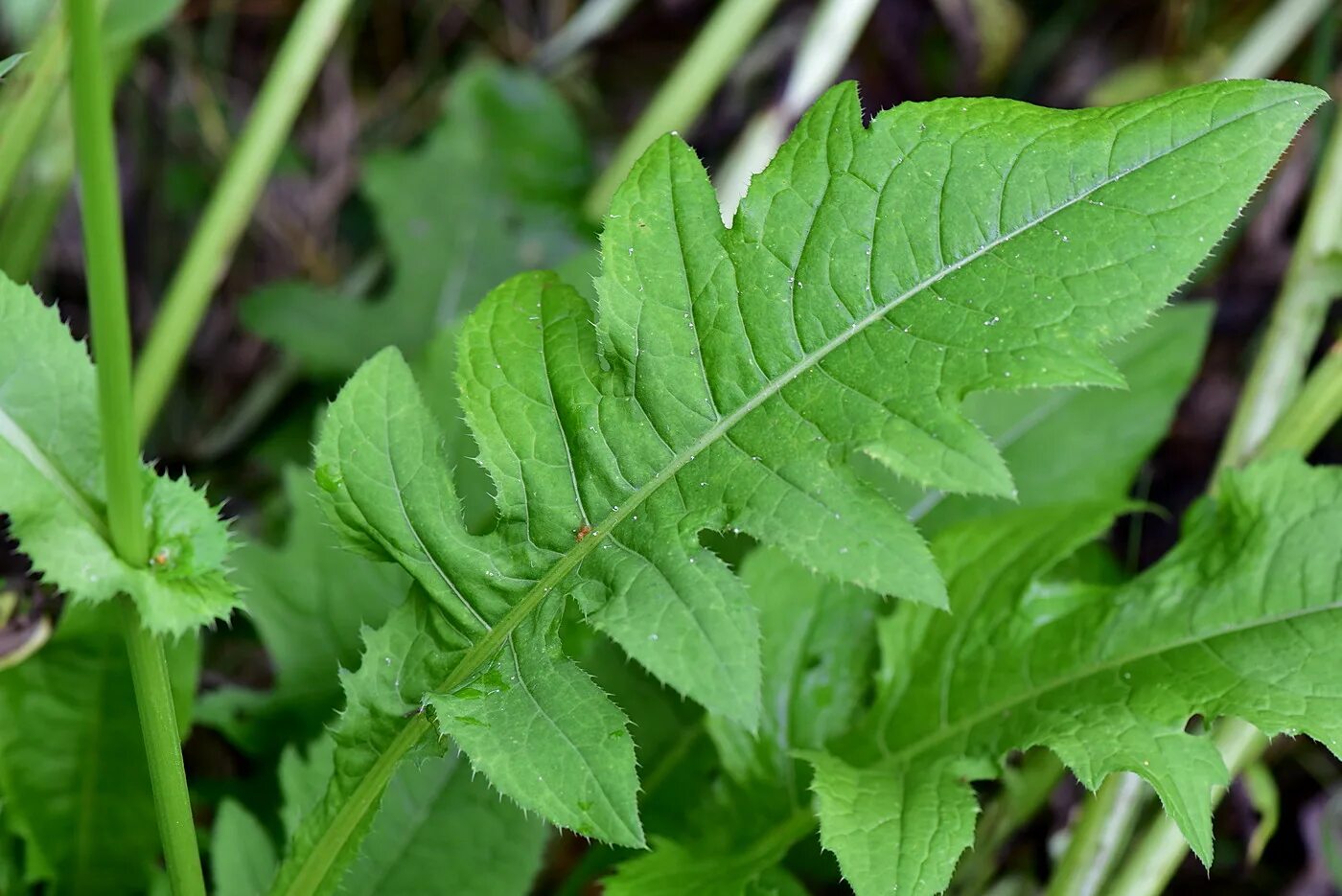 Бодяк огородный Círsium oleráceum. Растение Бодяк огородный (Cirsium oleraceum). Бодяк огородный листья. Осот Бодяк листья. Re plant