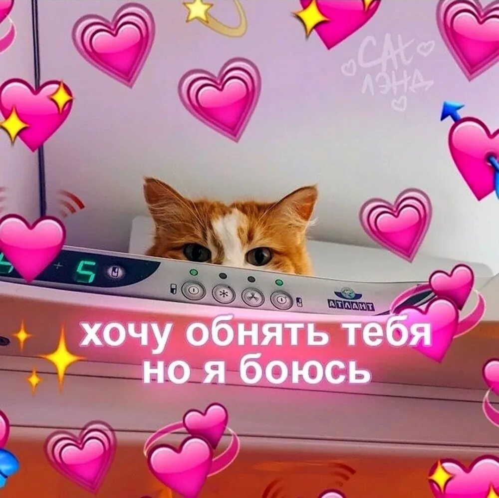 Картинка с милой надписью и котиком. Картинка с милой надписью и котиком. Картинка с милой надписью и котиком. Милые коты с сердечками. Котики с милыми надписями.