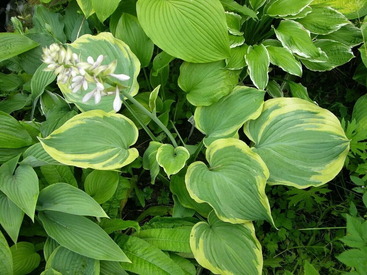 Пример хоста. Хоста подорожниковая. хоста hosta elata. хоста honeybells. хоста подорожниковая цветение.
