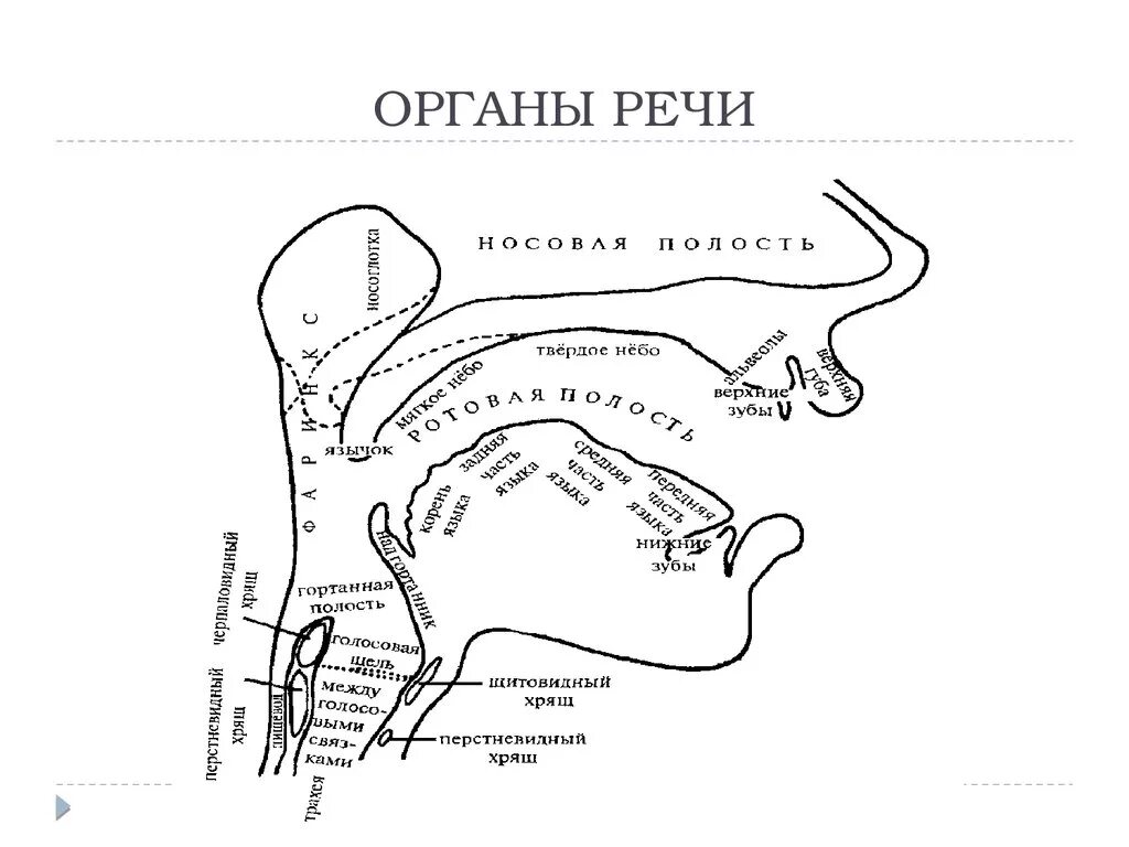 Система артикуляции. Строение речевого аппарата артикуляционный отдец. Строение речевого аппарата фонетика. Строение речевого аппарата анатомия. Речевой аппарат человека фонетика.