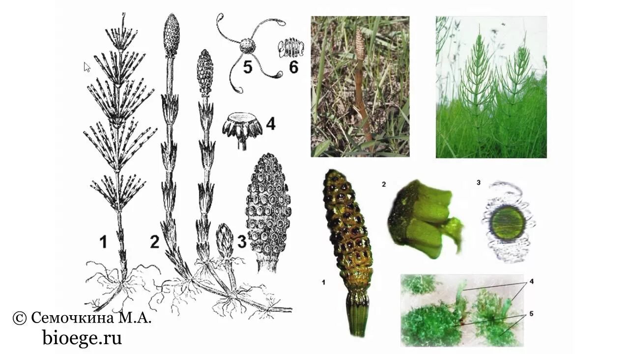 Хвощ спермий. Хвощи строение жизненный цикл. Жизненный цикл хвоща полевого. Хвощ полевой споры хвоща. Биология цикл развития хвоща.