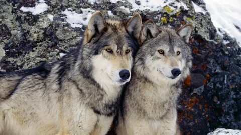 Wolf sfang