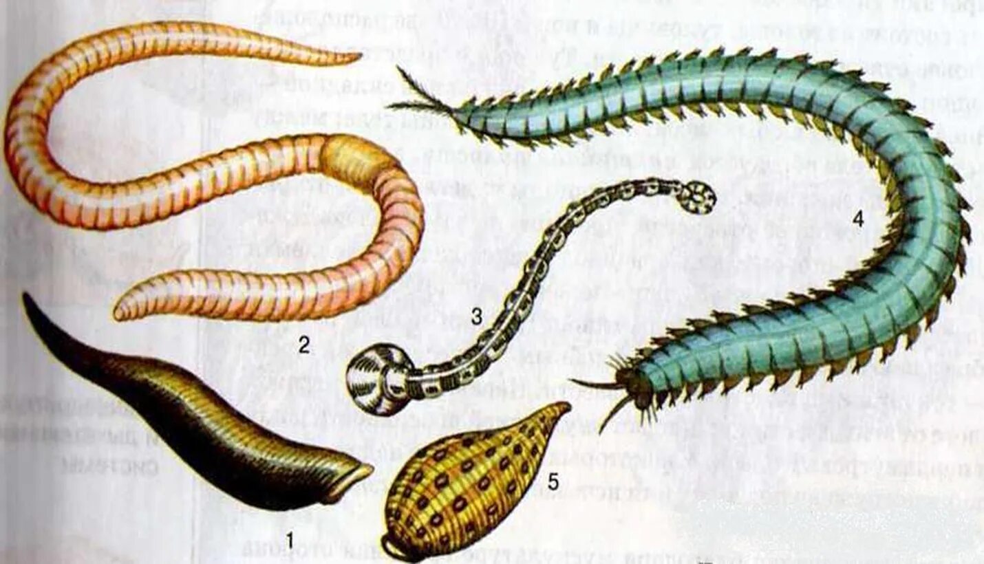 Малощетинковые кольчатые черви. Кольчатые черви биология. Малощетинковые червяки биология. Малощетинковые черви личинка. Первые кольчатые черви