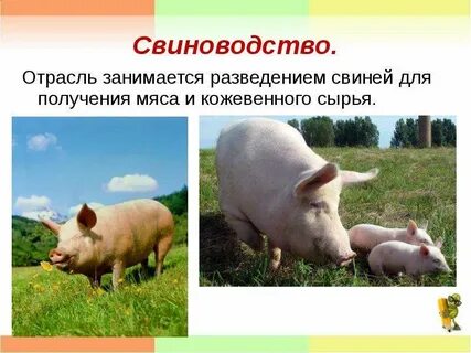 Отрасль животноводства занимающаяся