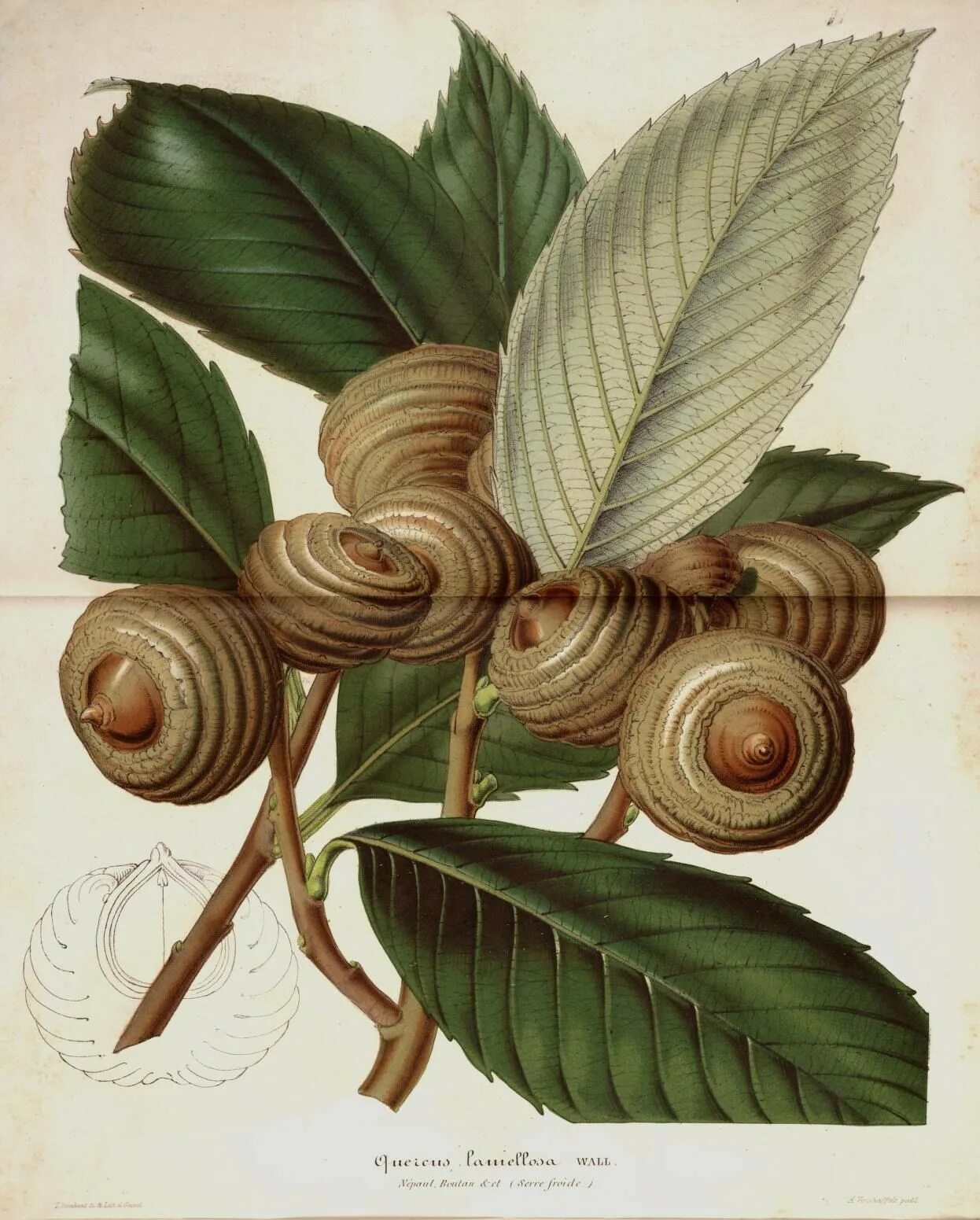 Ботаническая иллюстрация. Ботанический рисунок. Ботанические иллюстрации 19 века. Ботанический рисунок с высоким разрешением. Красивая ботаника