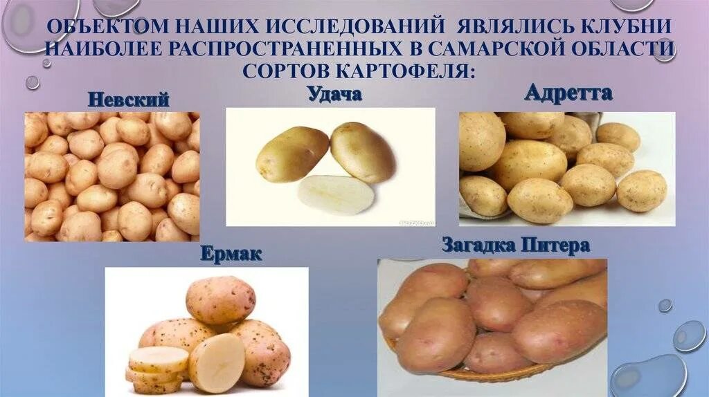 Скарб сорт картофеля характеристика фото и описание. Сорт. Сорта картофеля таблица с описанием. Сорт картофеля елисеевский. Чем отличаются сорта картофеля.