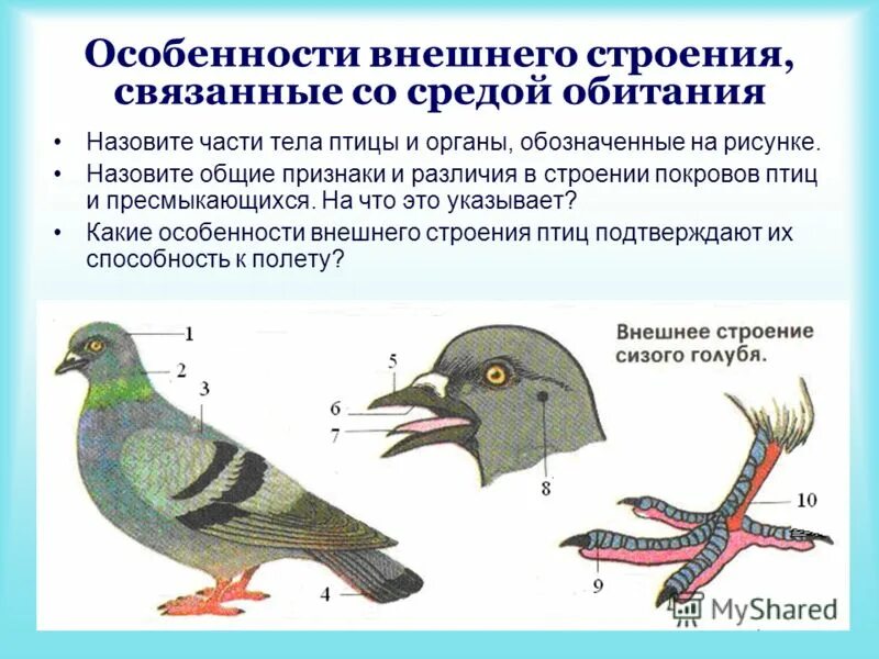 Лабораторная работа особенность внешнего строения птиц. Голубь биология внешнее строение. Внешнее строение птиц. Внешнее строение птиц лабораторная.