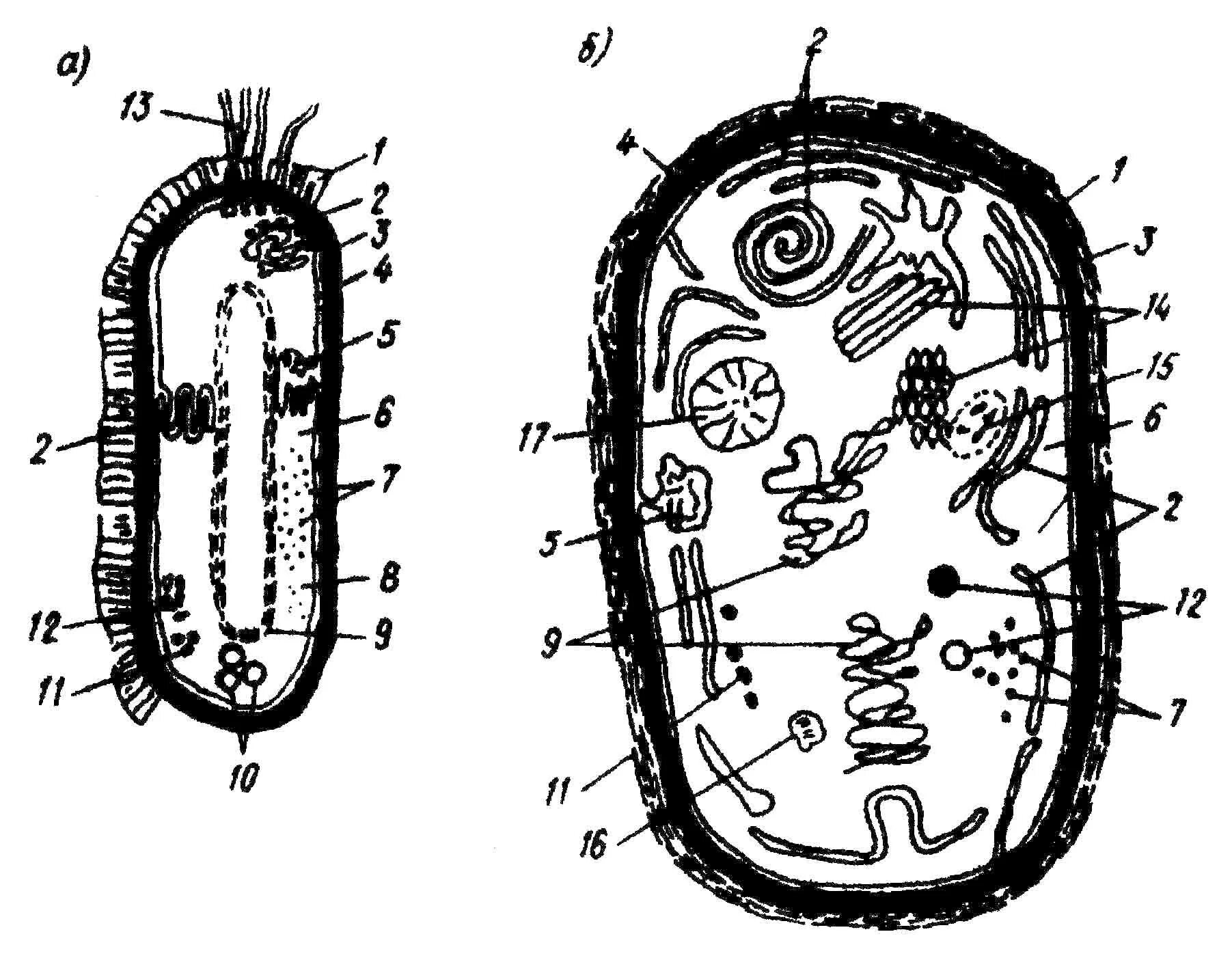 Строение прокариотических бактерий. Функции органоидов хламидомонады. Чем бактерии отличаются от водорослей. Микроорганизмы прокариоты представители. Функции строение бактериальной клетки кратко.