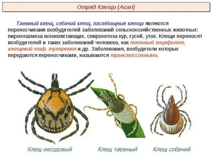 Таежный клещ переносчик возбудителя