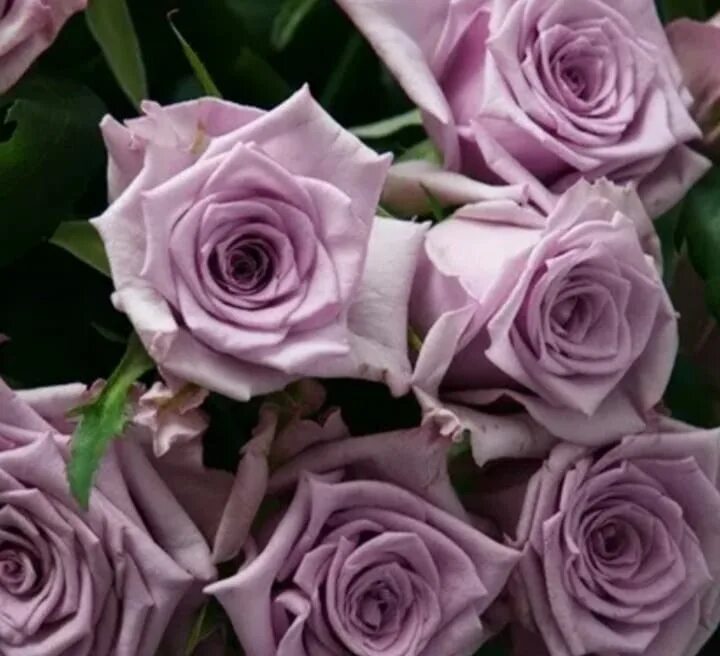 Сиреневые розы описание. Розы Лавандовые сорта.
