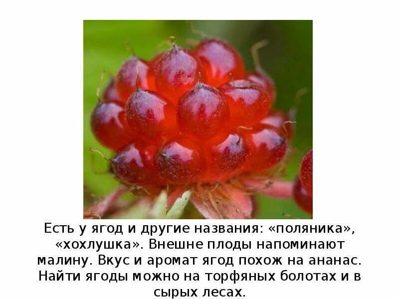 Где находится ягодка