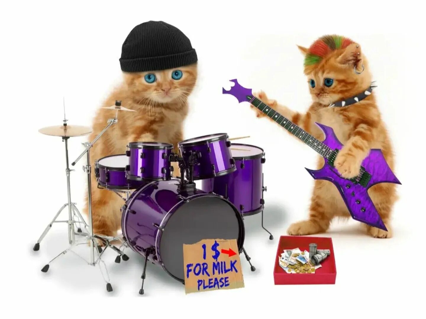 5 говорящих кошек. Животные музыканты. Говорящие котики. Talking Cat. Заставка Cats Musical.