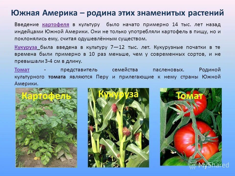 центральноамериканский центр происхождения культурных растений. родиной каких культурных растений является америка. растения южной америки список. родиной каких культурных растений является америка. кукуруза культурное растение.