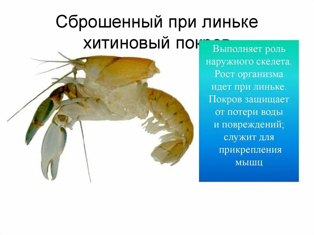 Хитиновый покров тип адаптации. Роль хитинового покрова. линька и рост ракообразных. для чего служит хитиновый покров у насекомых. личинка с хитиновым скелетом.