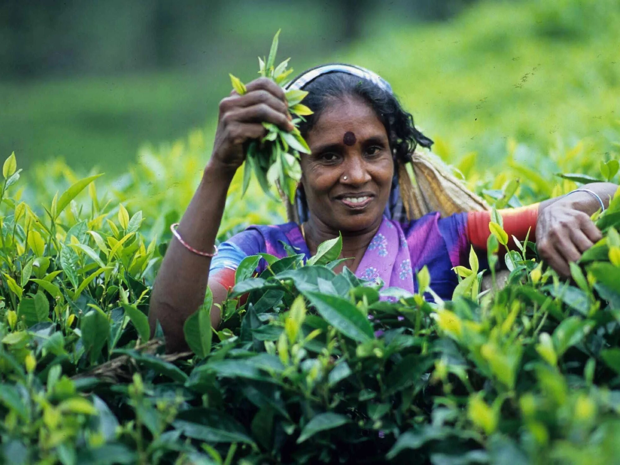 Шри ланка народ. Шри Ланка Цейлон. Шри ланкийцы. Shri Lanka Ceylon Tea. Цейлонские плантации Шри Ланка.