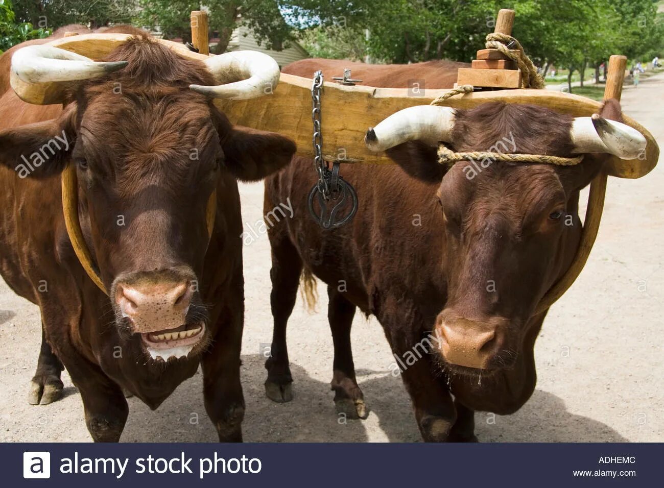 Еврейское ярмо. Вол фото. Ярмо древнее. Иго ярмо. Иго ярмо.