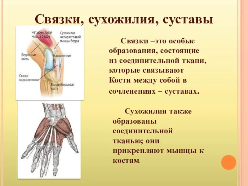 Соединительная мышца. Связки и сухожилия. Суставы связки сухожилия. Сустав хрящ связка сухожилие. Связки и сухожилия в чем отличие.