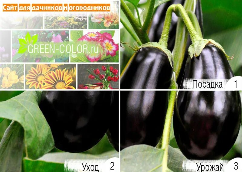 Когда сажать баклажаны в марте 2024. Всходы баклажан. Переросшая рассада баклажан. Когда сажать баклажаны в марте 2024. Пикировка рассады флоксов.