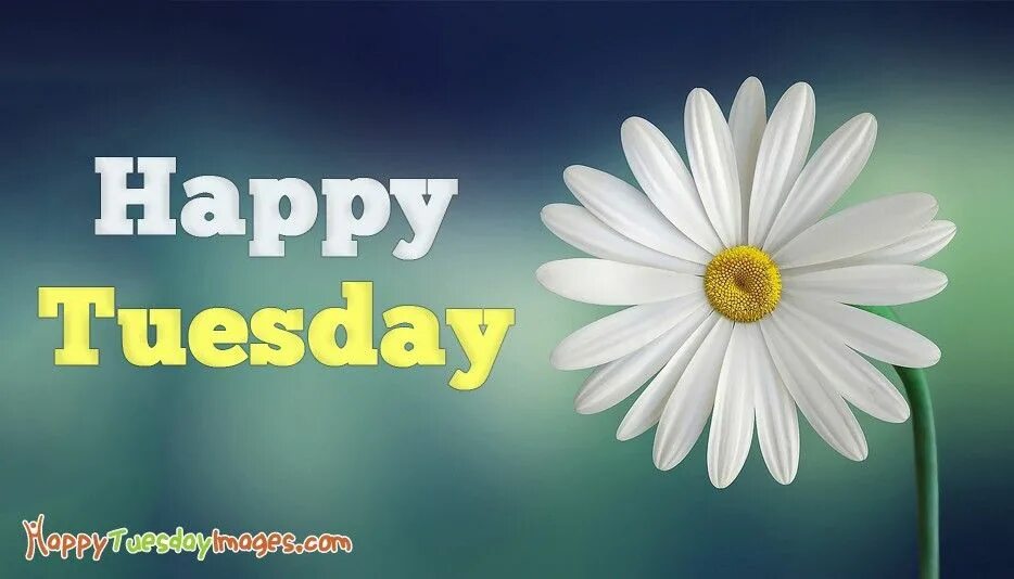 Come on tuesday. Happy tuesday. tuesday картинки. happy tuesday wishes. картинки с вторником на английском языке.