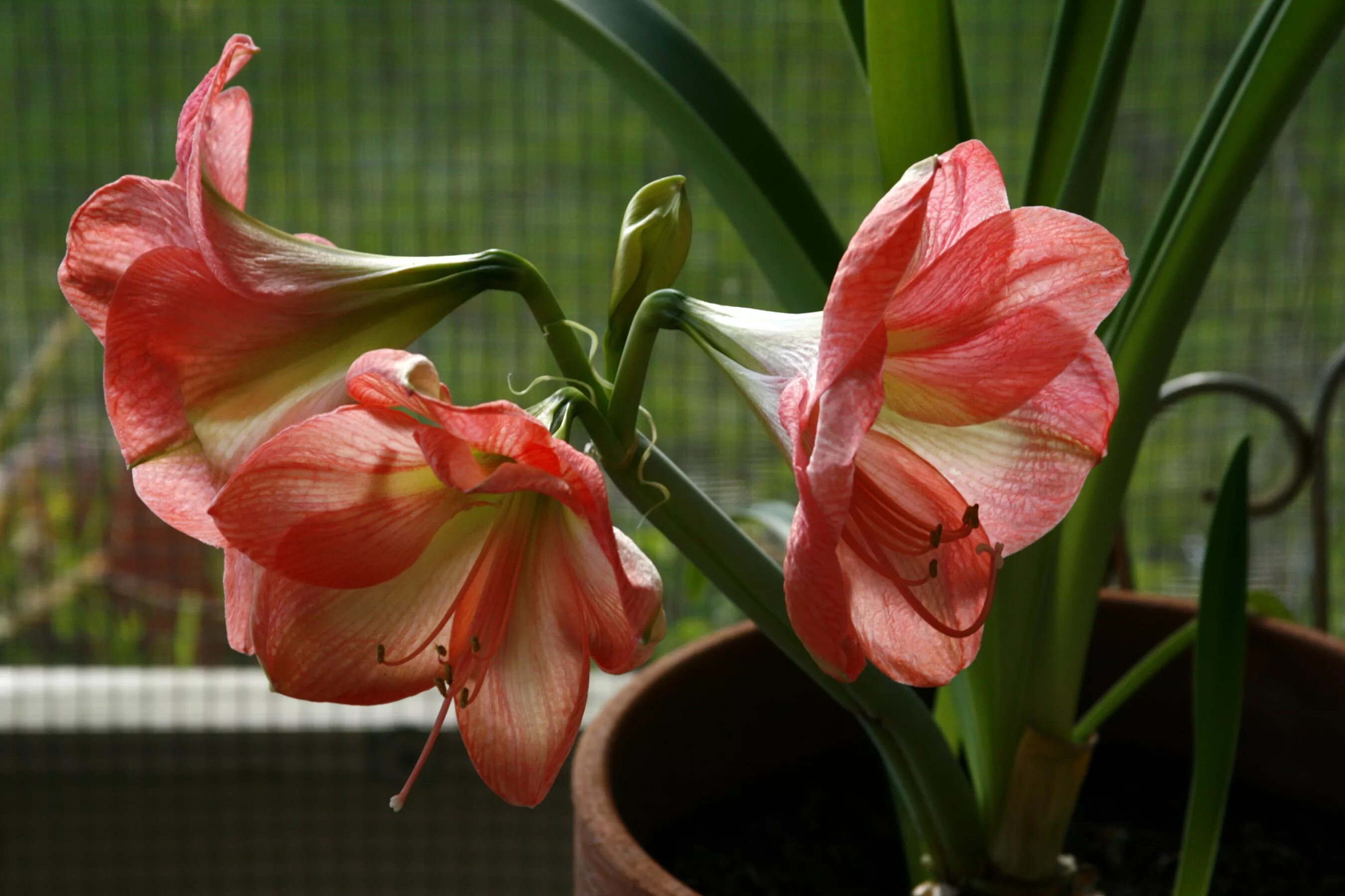 Цветок амариллис фото уход. Амариллис. Амариллис цветок. Амариллис Валотта. Гиппеаструм.