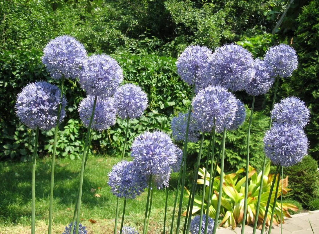 Декоративные луки фото названия. Caeruleum аллиум. Лук аллиум. Лук голубой Allium caeruleum. Аллиум giganteum.