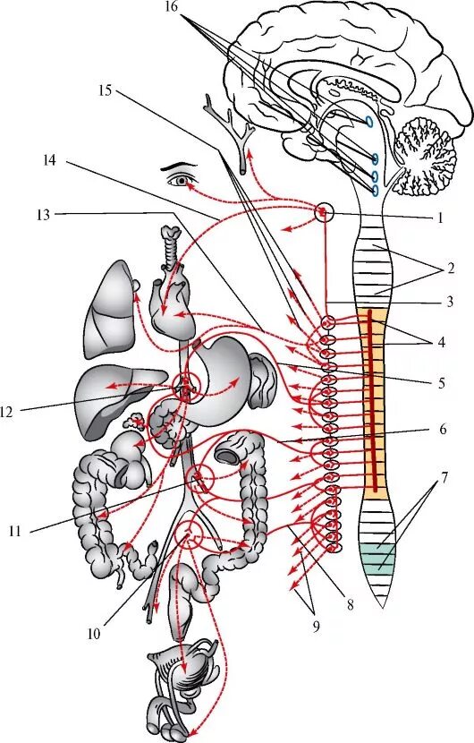 Симпатический ствол анатомия схема. Сплетения вегетативной нервной системы. Шейный отдел вегетативной нервной системы. Отделы симпатического ствола вегетативной нервной системы.