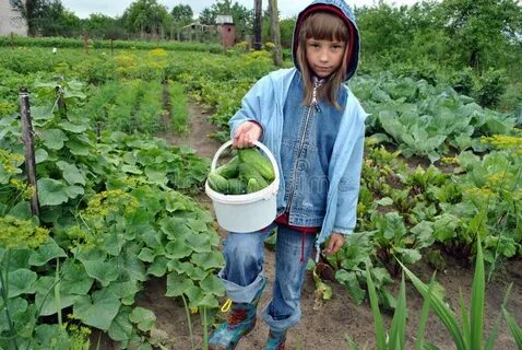 Огурцы во сне для женщины с грядки