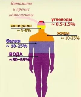 Состав массы тела человека