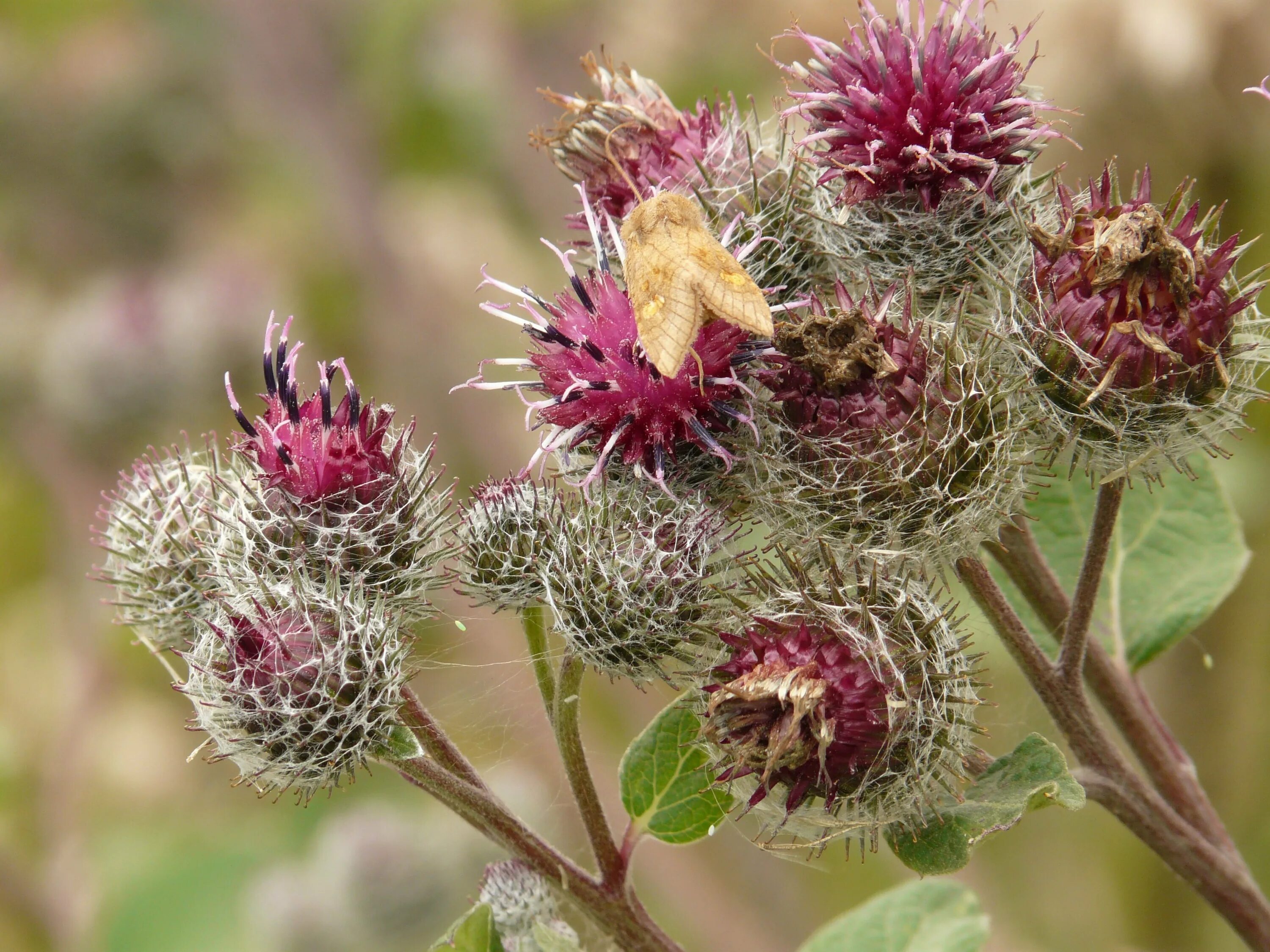 Репей чертополох Бодяк. Чертополох и репейник. Arctium tomentosum. Верблюжья колючка. Чертополох.