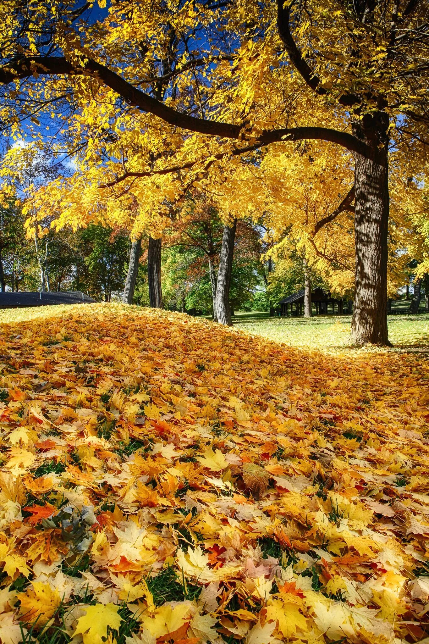 Осенний. Осень картинки. Осень в Нальчике фото. Осеннее богатство