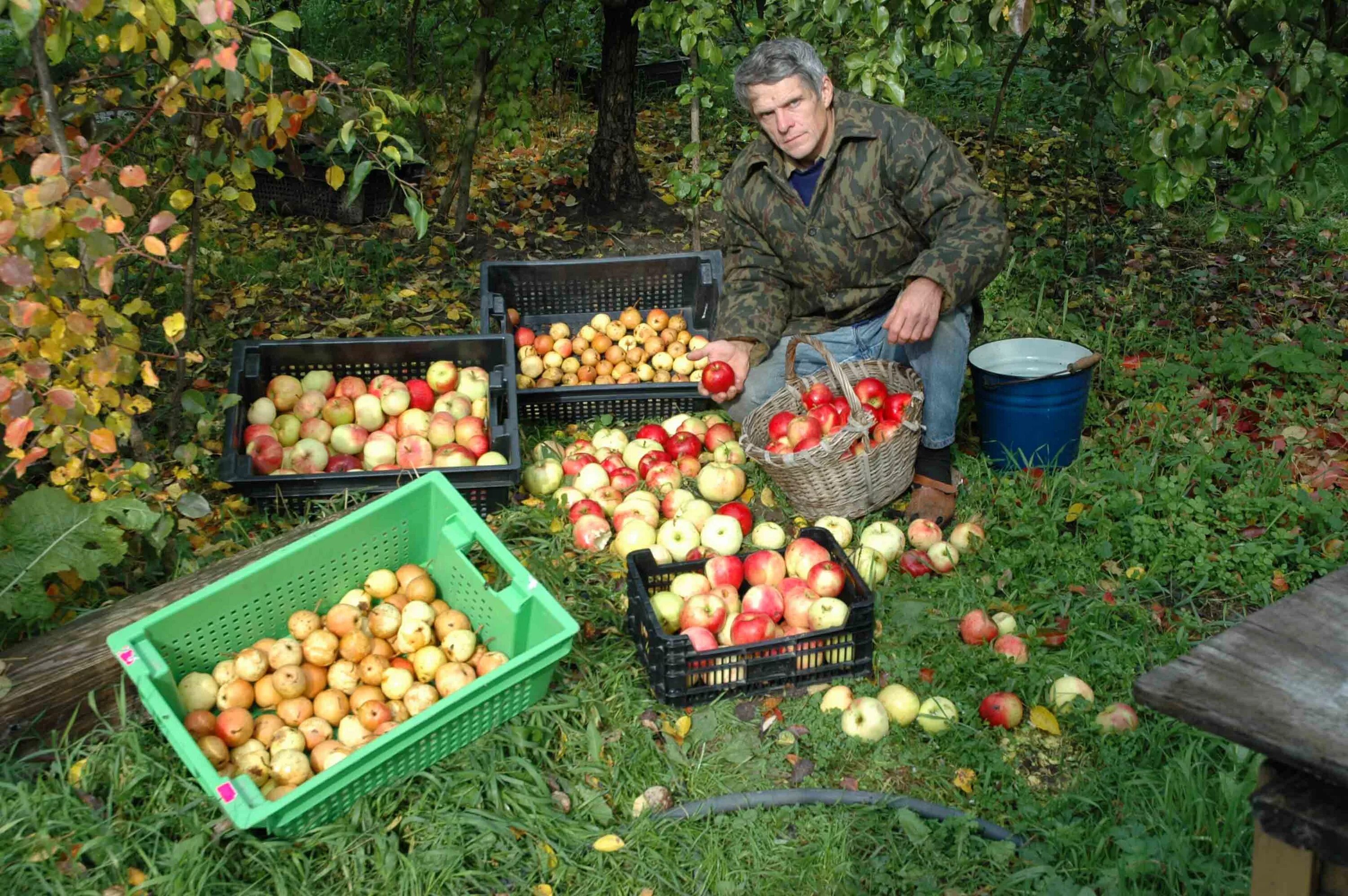 Сайт садоводов любителей. Урожай в саду. Сбор урожая в саду. Огород урожай. Сборка урожая.