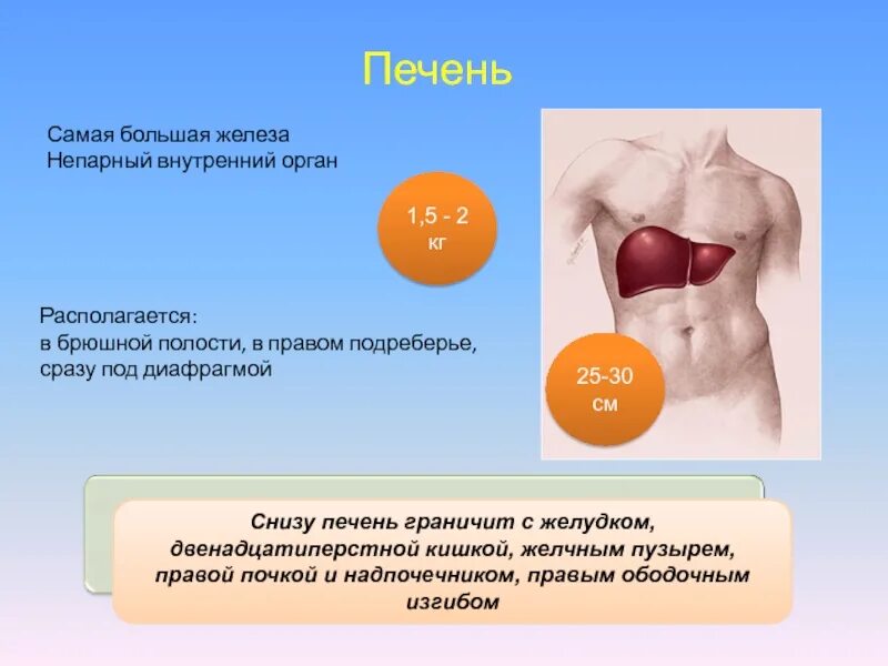 Расположена под диафрагмой в правом подреберье. Печень располагается в брюшной полости в. Печень самая большая железа. Печень самый большой орган.