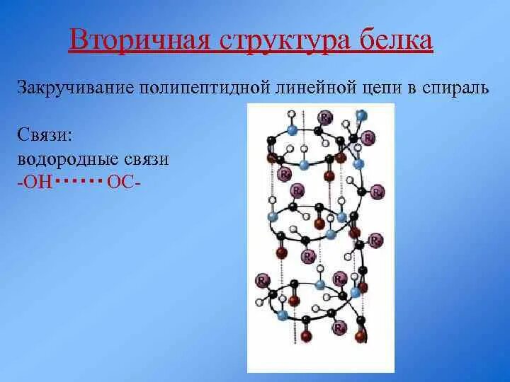 Вторичная структура белка удерживается связями. Вторичная структура полипептидной цепи. водородные связи во вторичной структуре белка. вторичная структура белка поддерживается водородными связями между. водородная связь в полипептидной цепи.