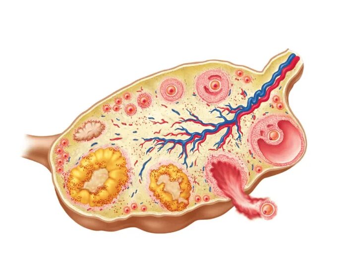 Строение яичника анатомия. Внутреннее строение яичника анатомия. Взаимосвязь яичника