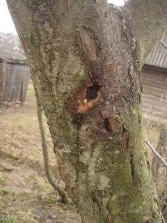 Рак яблони фото