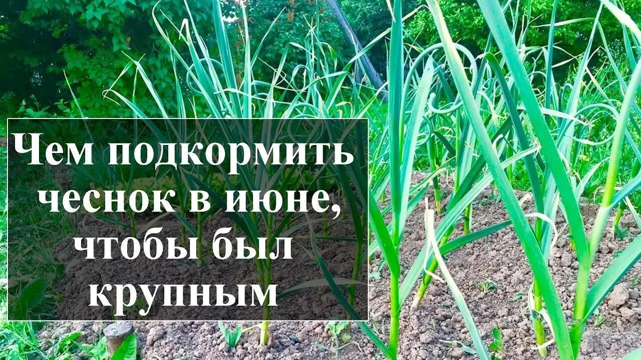 последняя подкормка чеснока. когда обламывать стрелки у чеснока. последняя подкормка чеснока в июне. удобрить чеснок весной. чем удобрять чеснок.