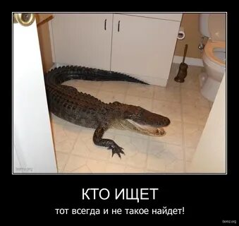 Крокодил в ванне прикол