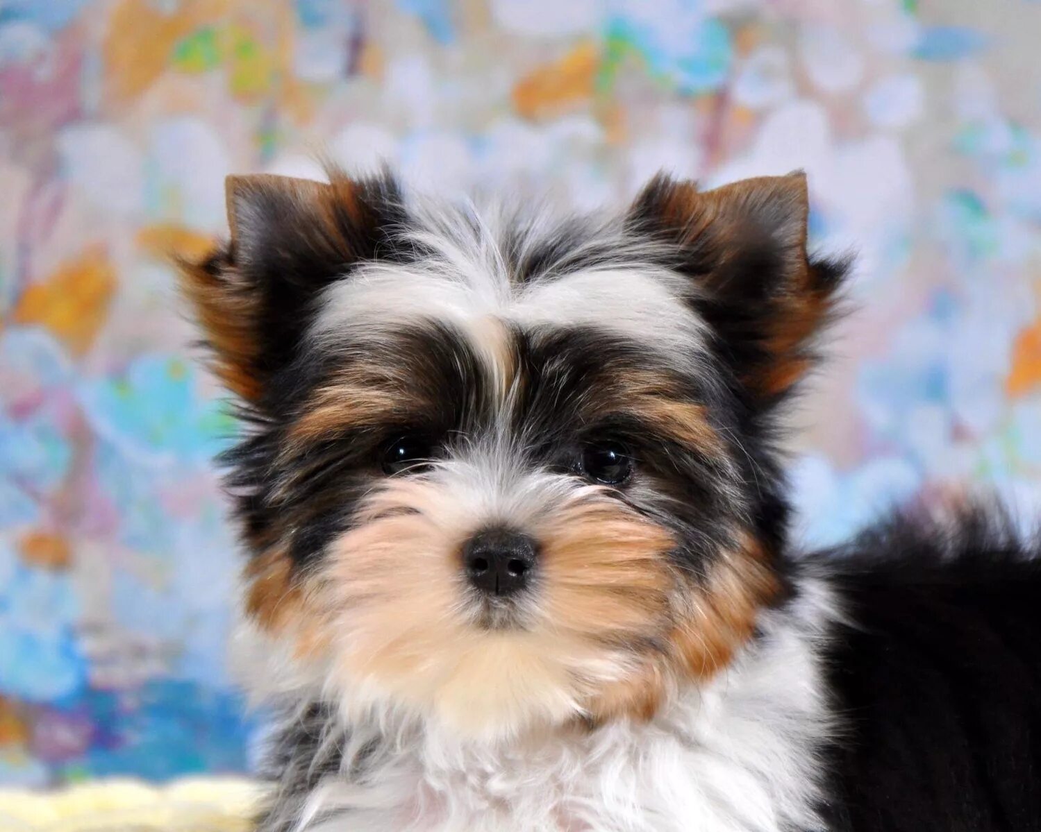 бивер-йоркширский терьер. мини бивер йоркширский терьер. бивер терьер щеночки. бивер йорк щенок. мини бивер йоркширский терьер.